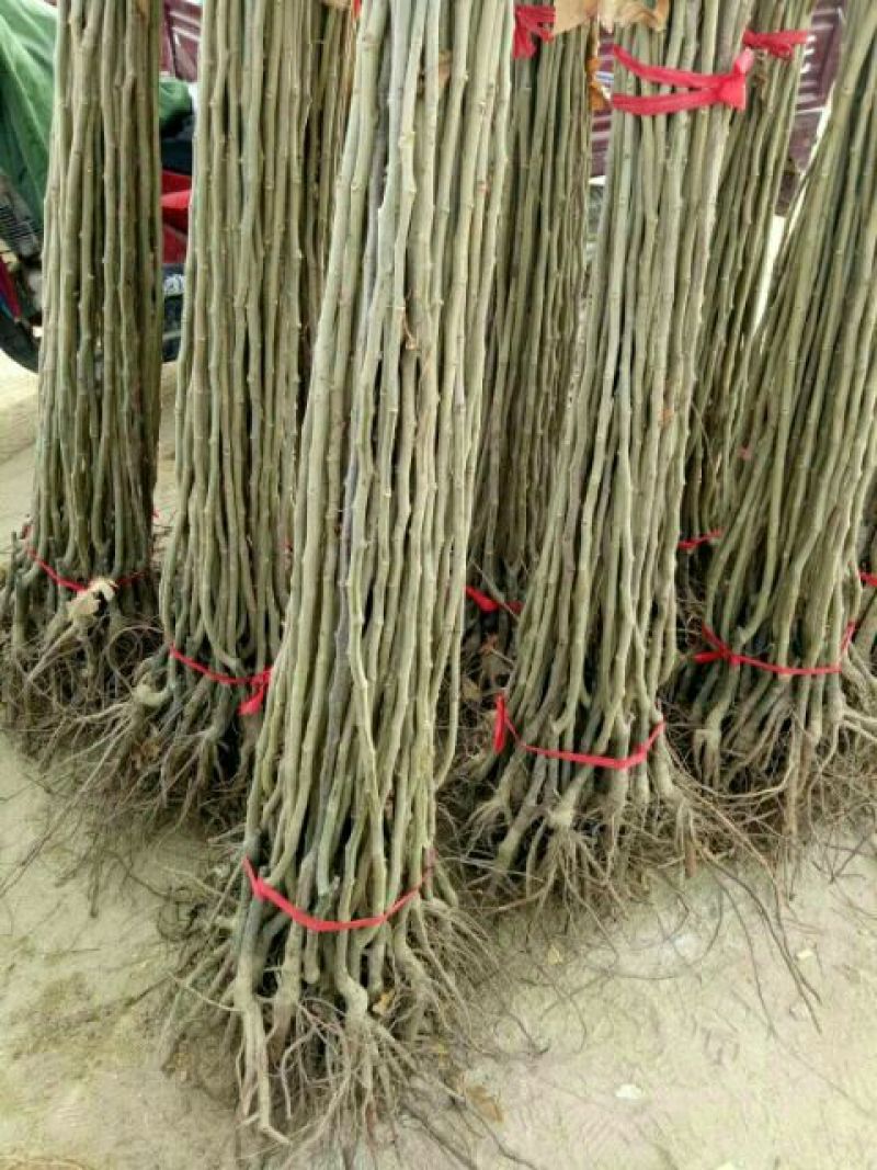 大红袍板栗苗50~80cm精品种苗山东泰安苗木批发