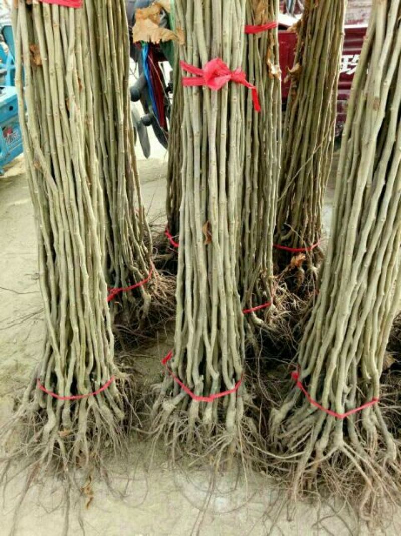 大红袍板栗苗50~80cm精品种苗山东泰安苗木批发