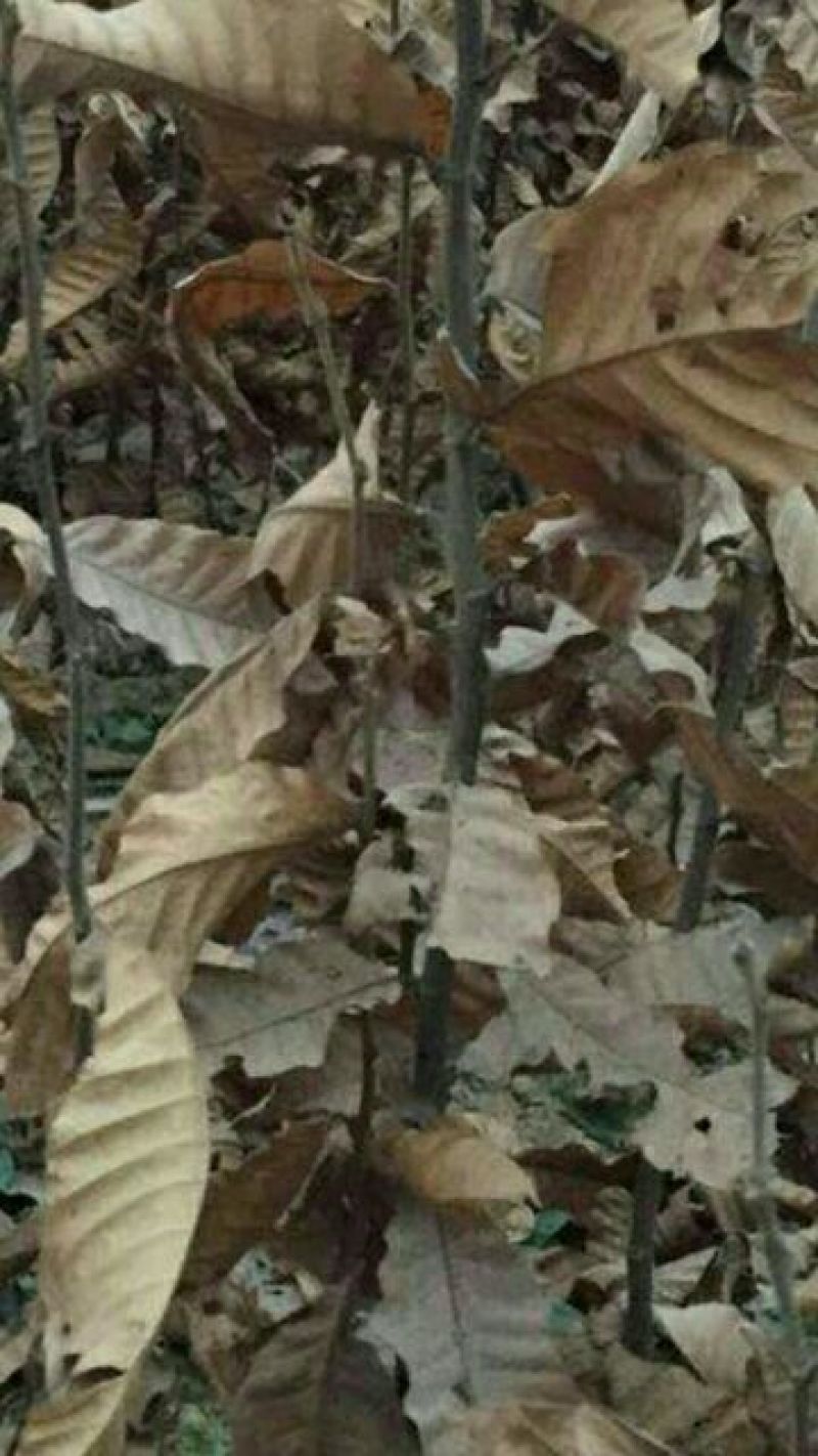 大红袍板栗苗50~80cm精品种苗山东泰安苗木批发