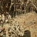 大红袍板栗苗50~80cm精品种苗山东泰安苗木批发