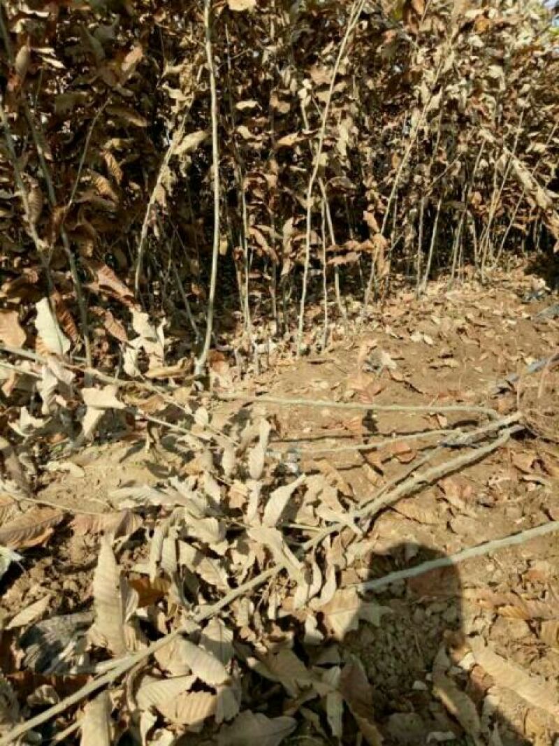 大红袍板栗苗50~80cm精品种苗山东泰安苗木批发