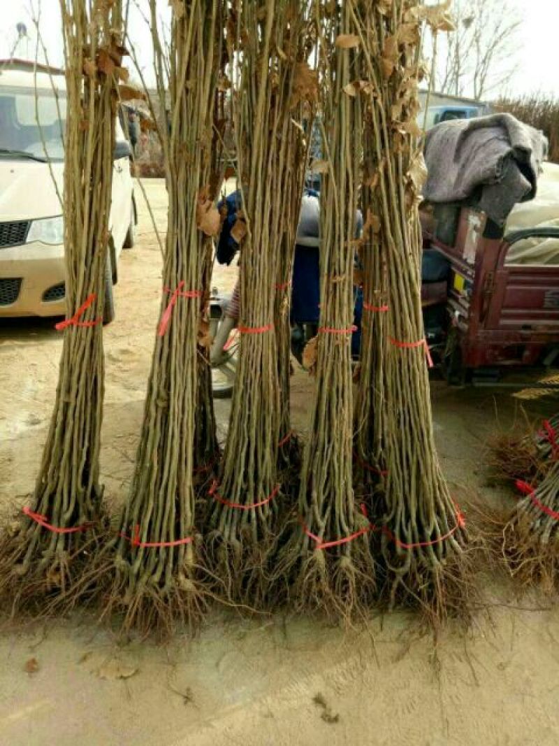 大红袍板栗苗50~80cm精品种苗山东泰安苗木批发
