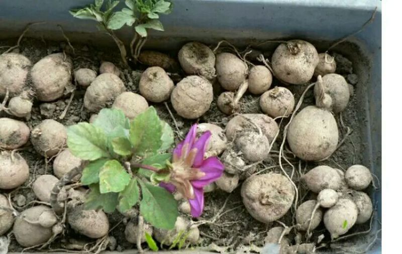 菊花苗大丽花种球