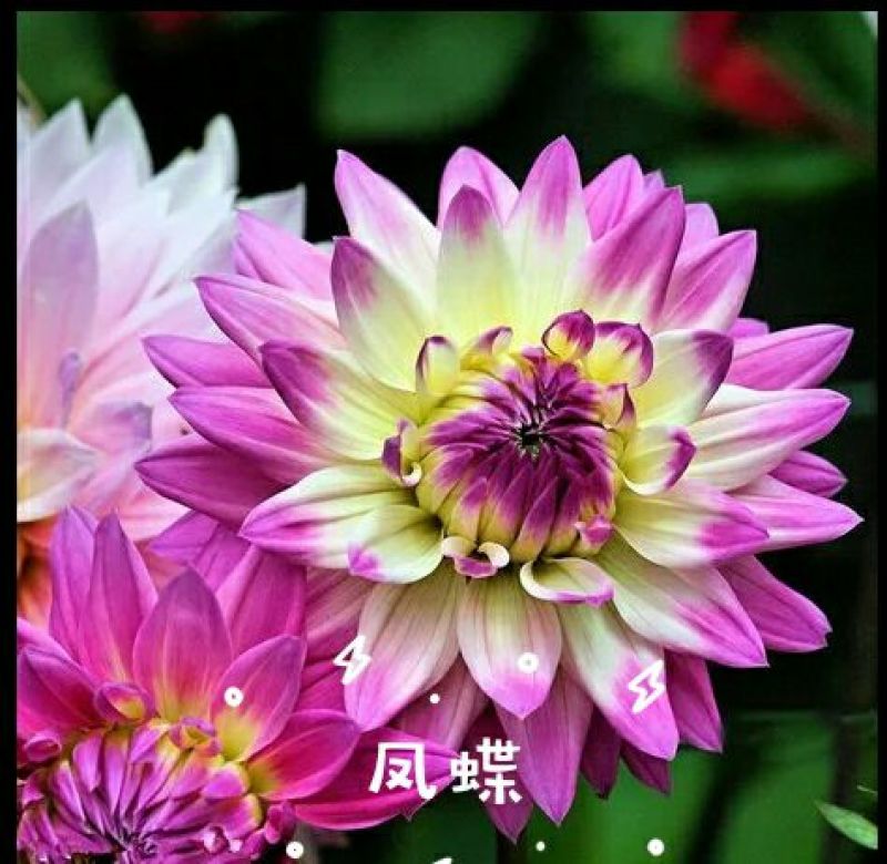 菊花苗大丽花种球