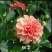 菊花苗大丽花种球