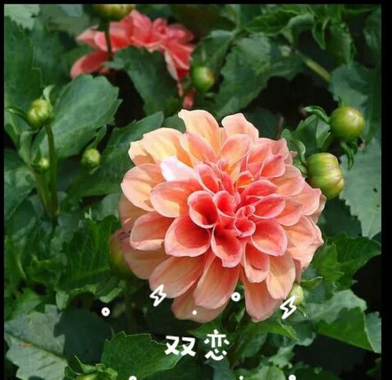 菊花苗大丽花种球