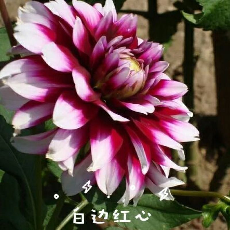 菊花苗大丽花种球
