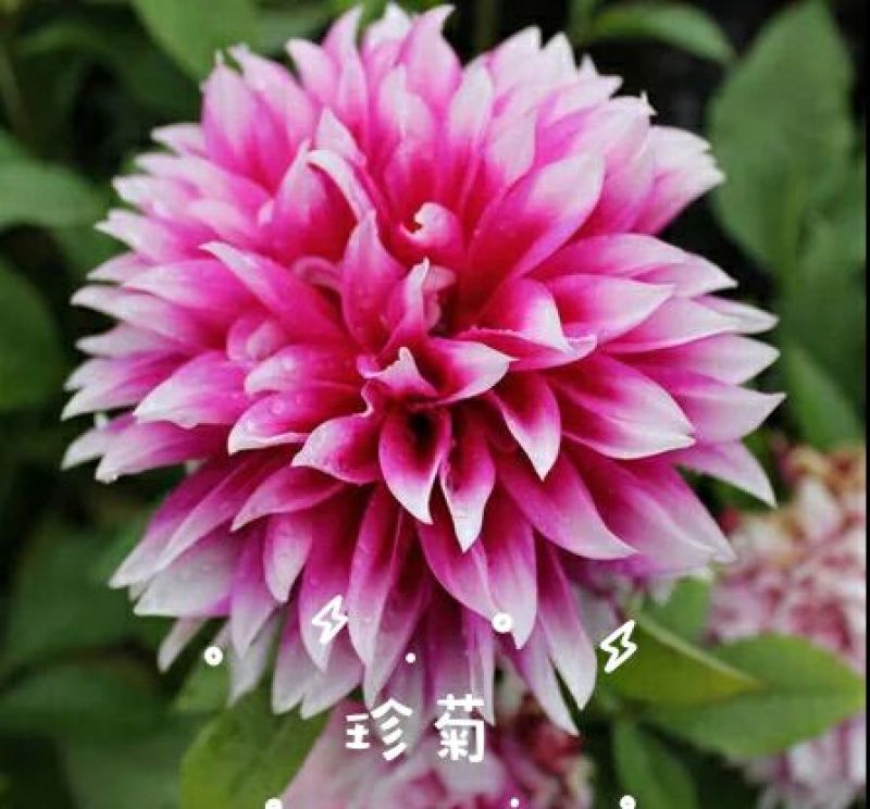 菊花苗大丽花种球