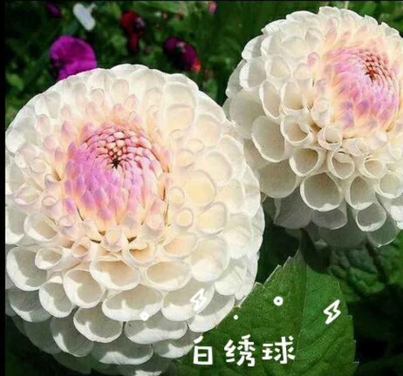 菊花苗大丽花种球
