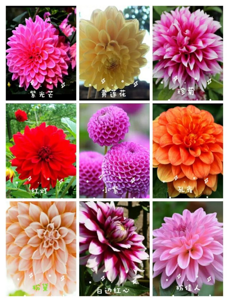 菊花苗大丽花种球