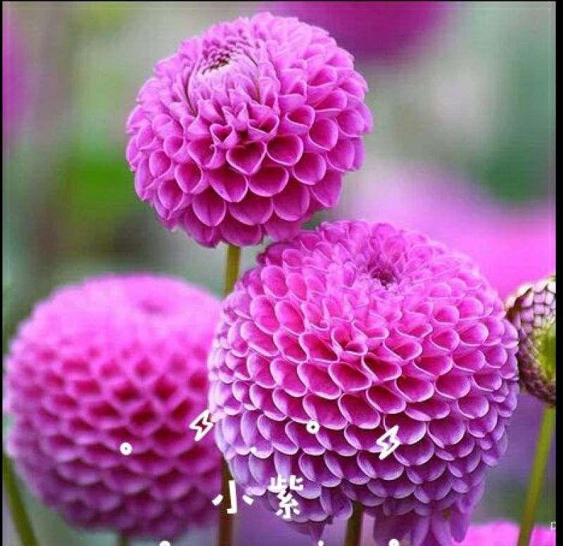 菊花苗大丽花种球