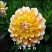 菊花苗大丽花种球