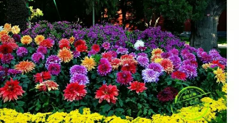 菊花苗大丽花种球