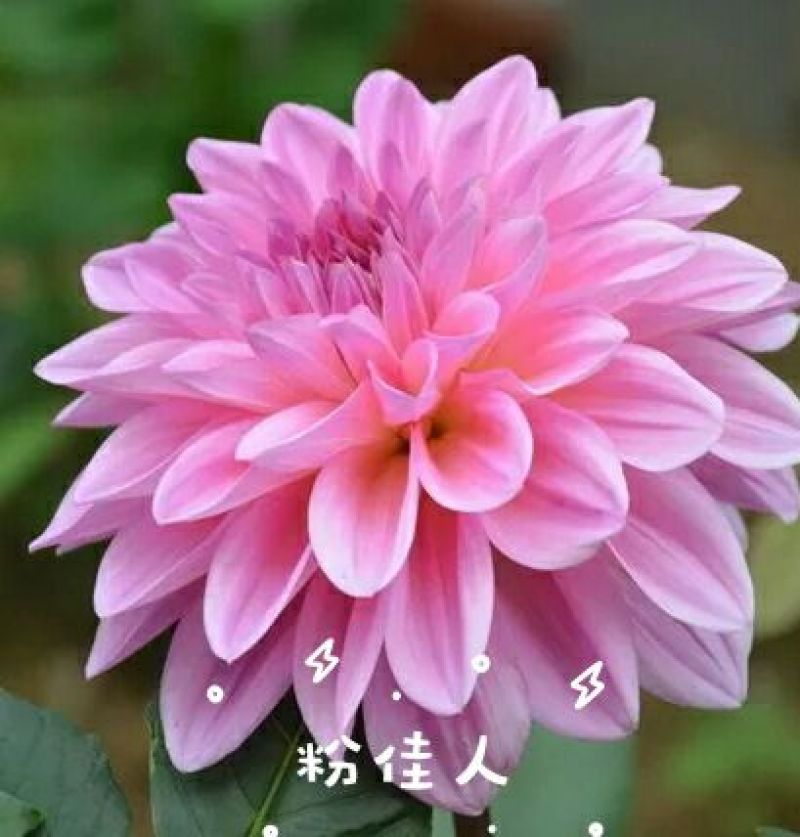 菊花苗大丽花种球