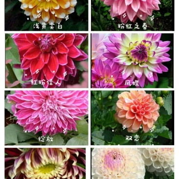 菊花苗大丽花种球
