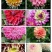 菊花苗大丽花种球