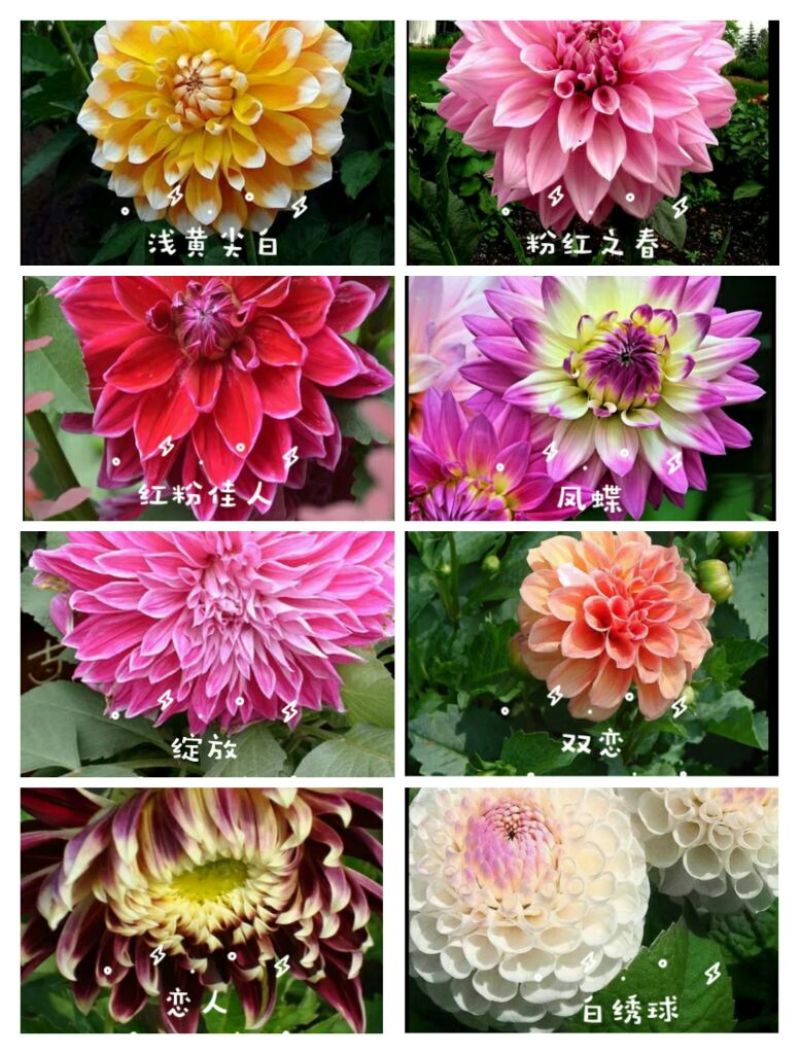 菊花苗大丽花种球