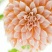 菊花苗大丽花种球