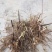 三叉白芨鲜货通货