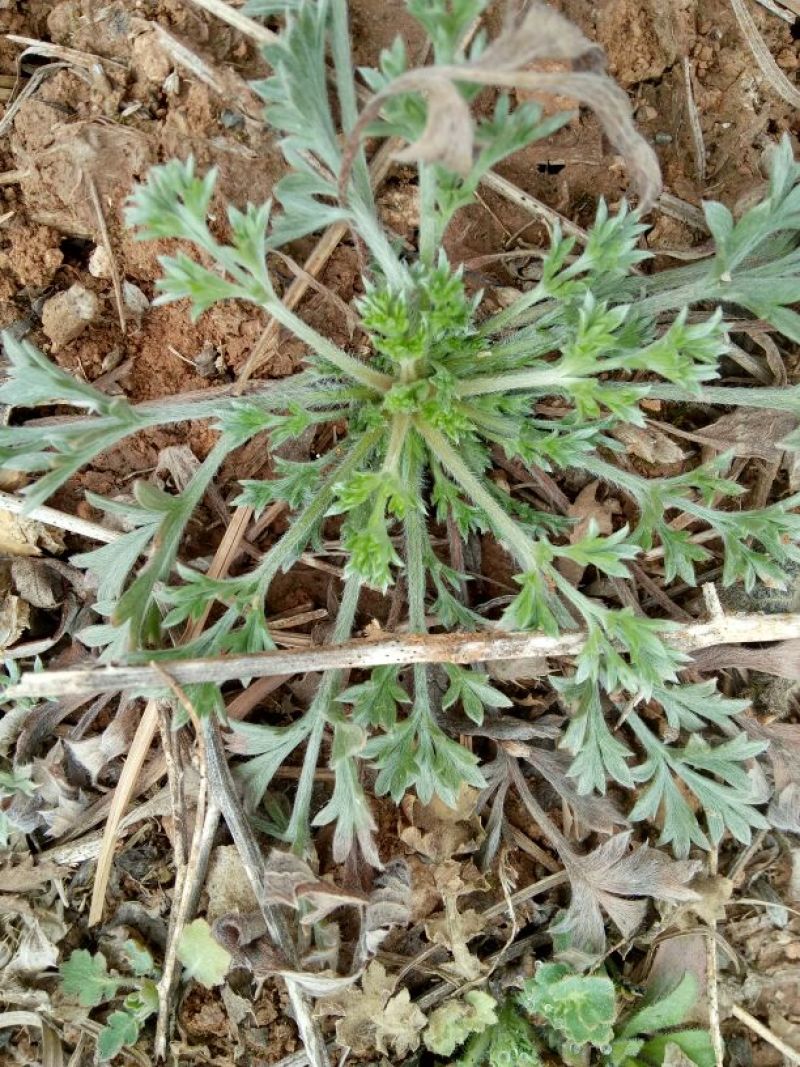 野生茵陈，质量好，价格低，欢迎选购。