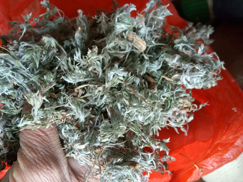 野生茵陈，质量好，价格低，欢迎选购。