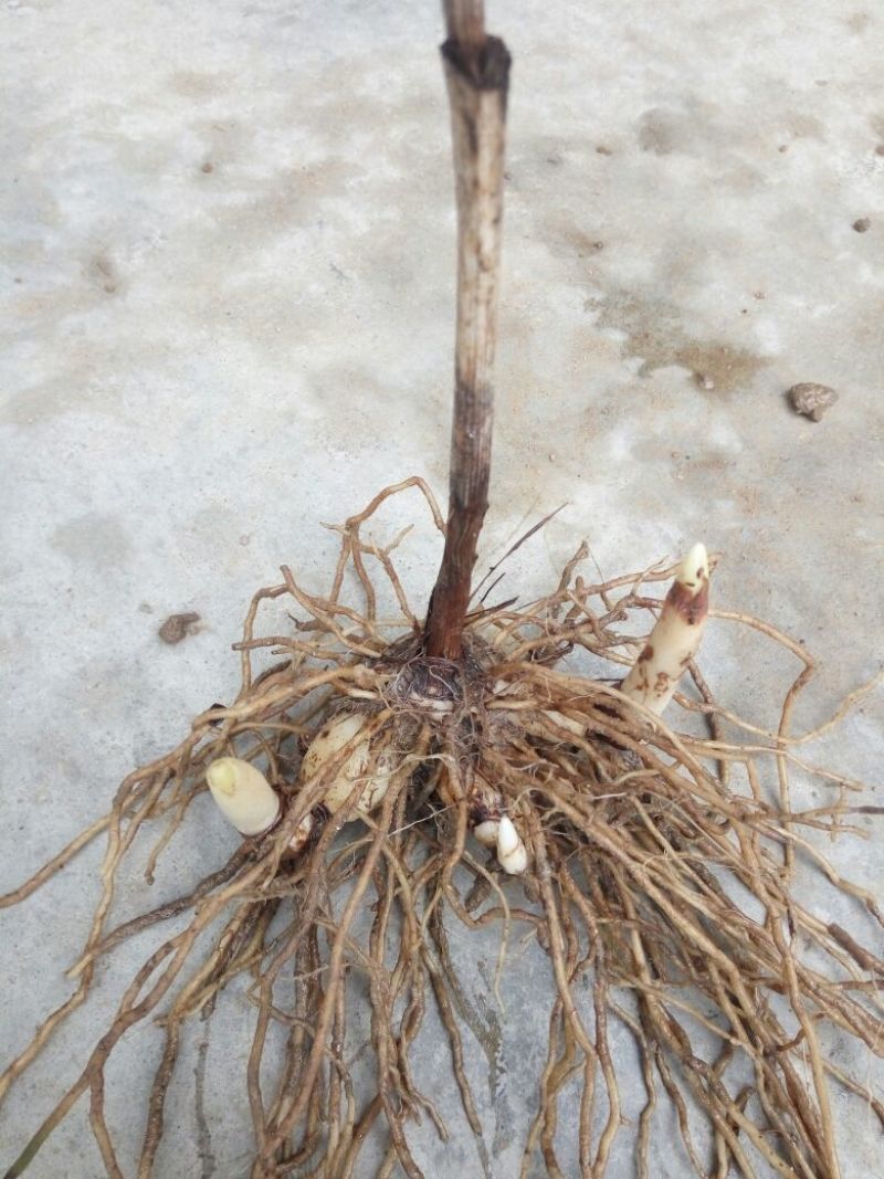 三叉白芨鲜货通货