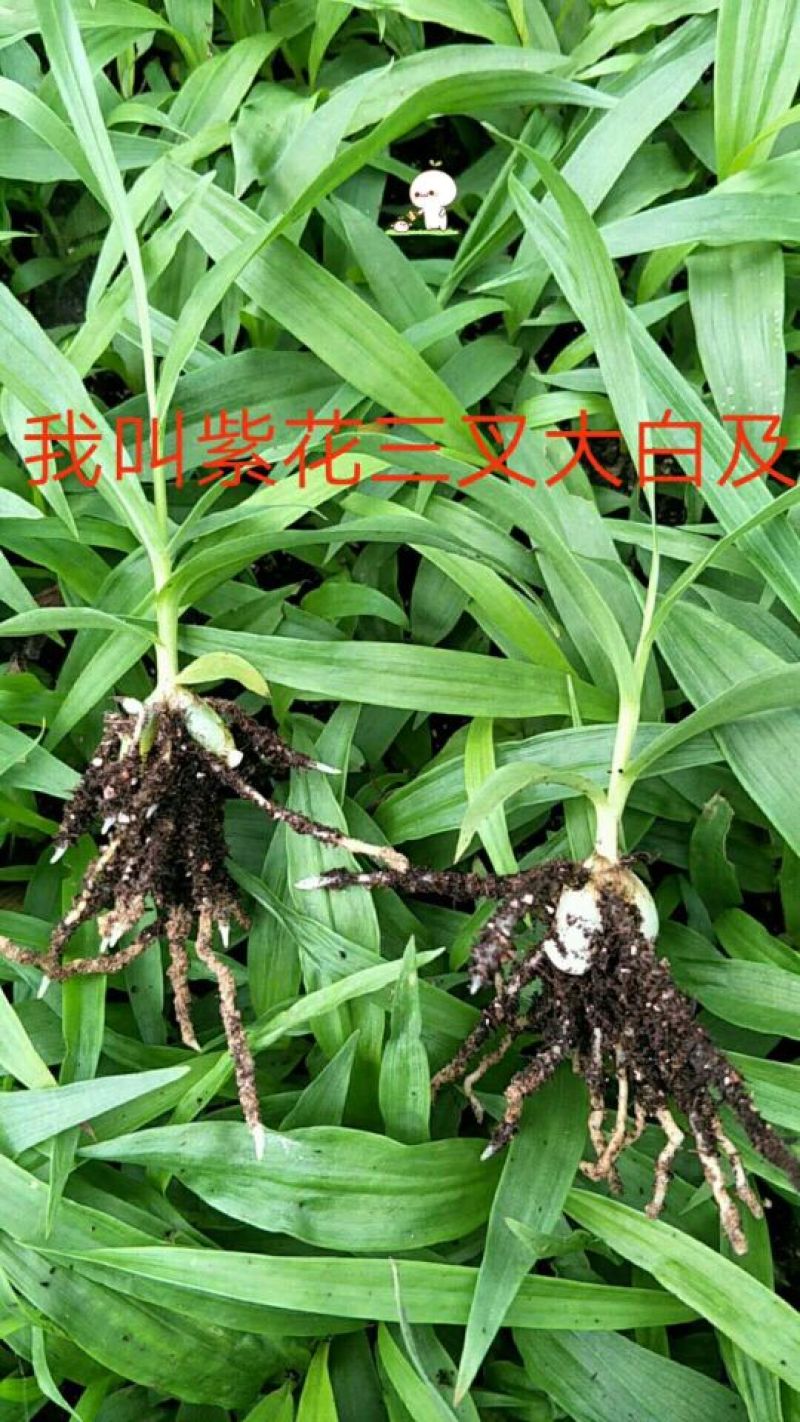 白芨种苗10~20cm