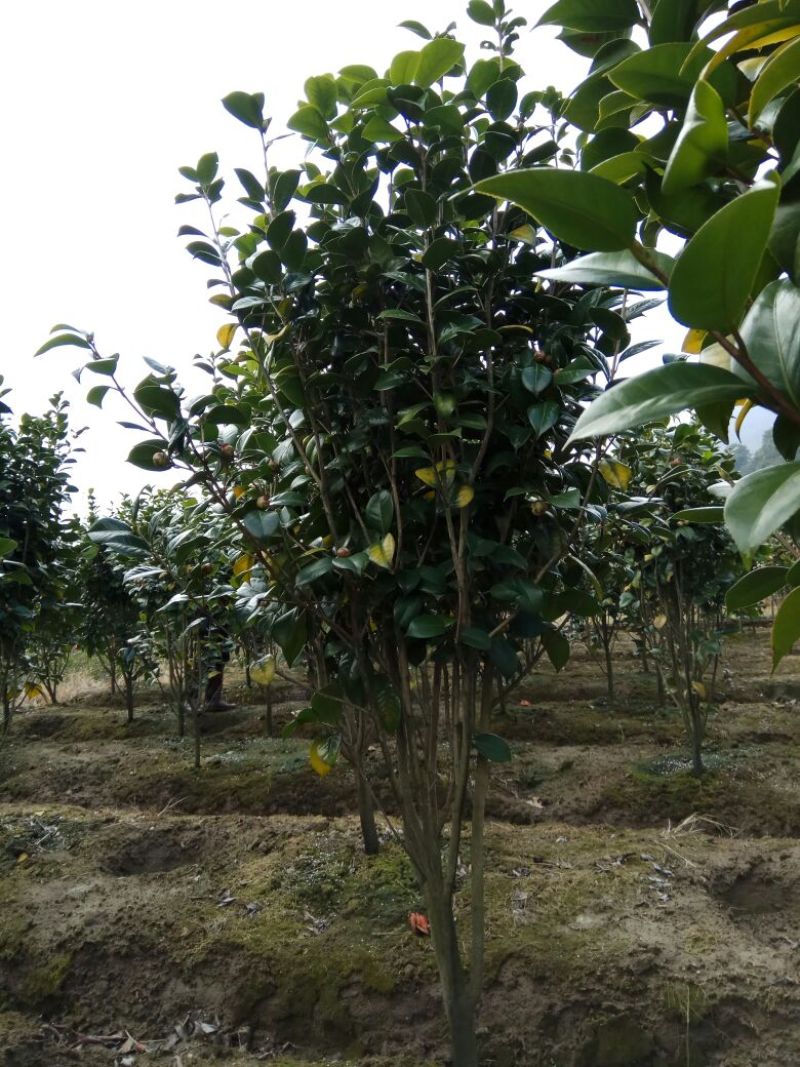 茶花树140cm以上