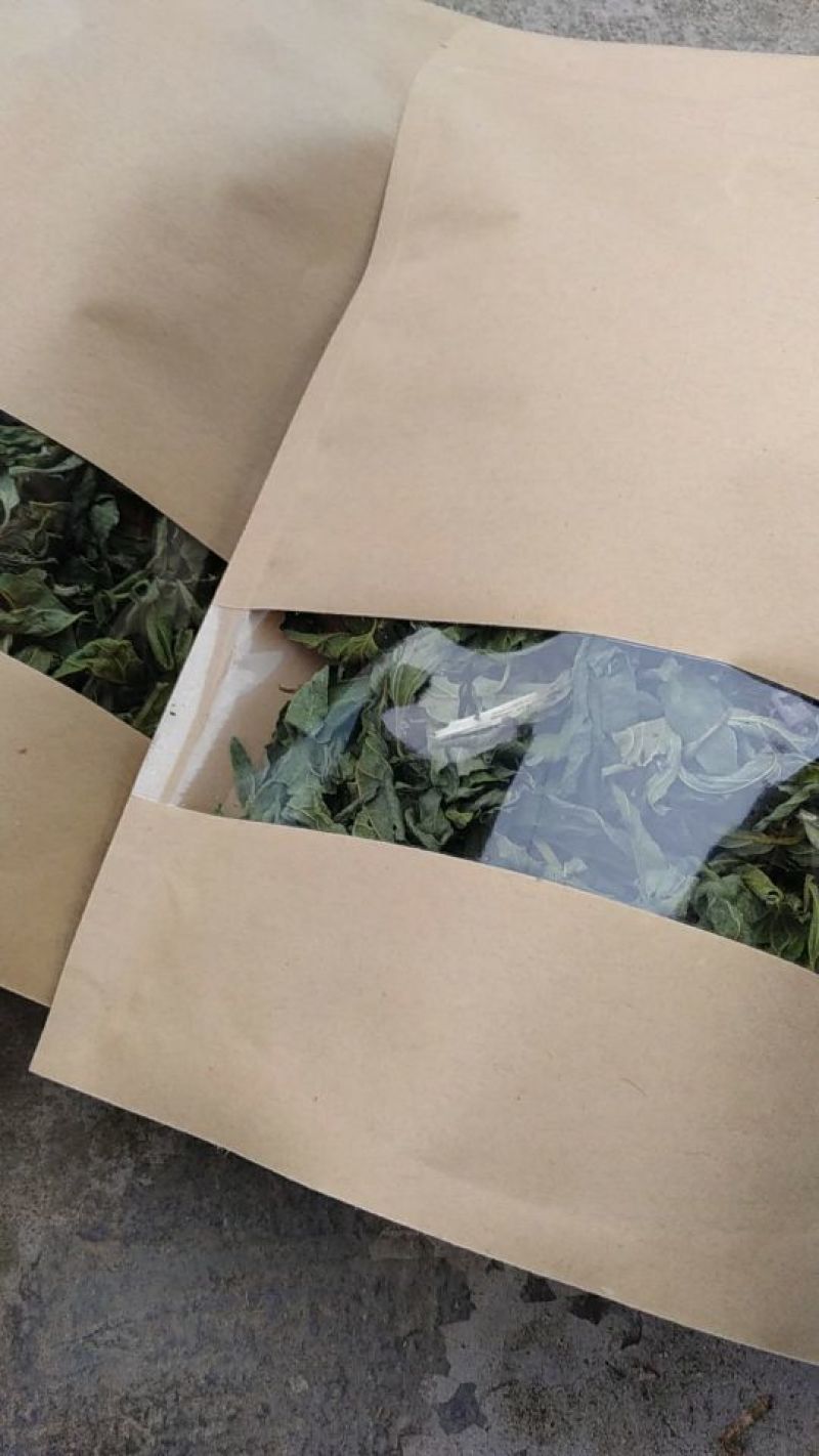 忧遁草