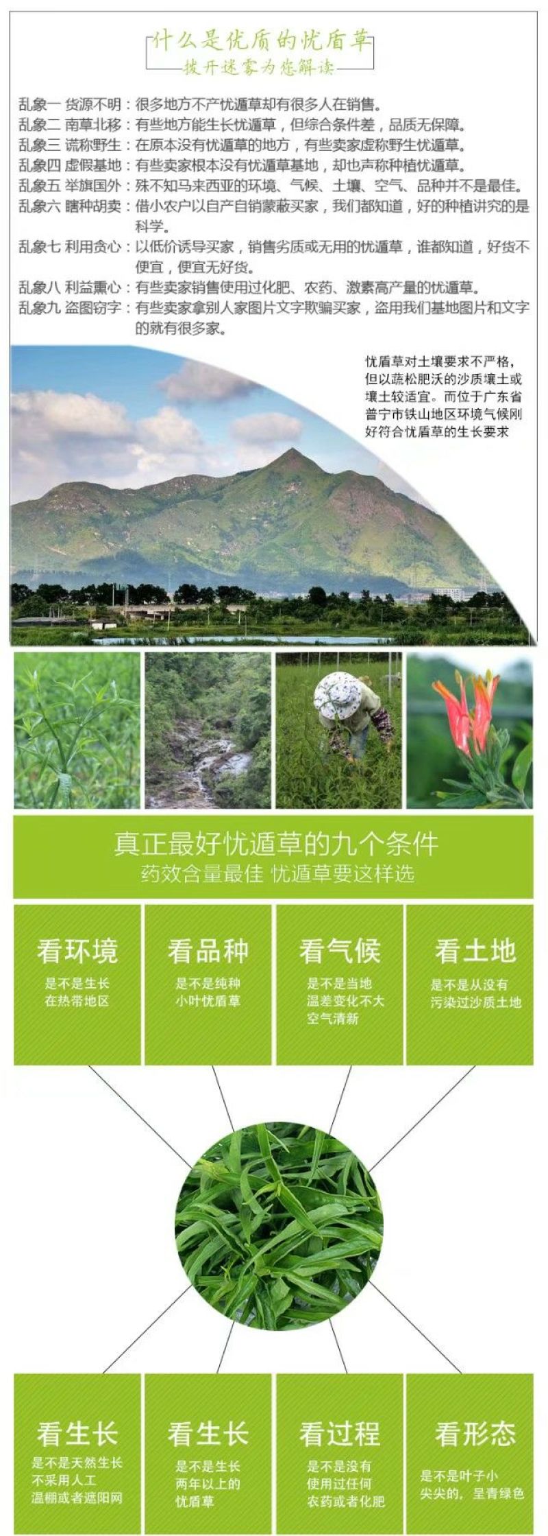 忧遁草