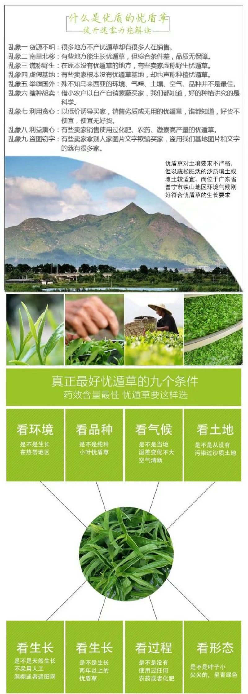 忧遁草