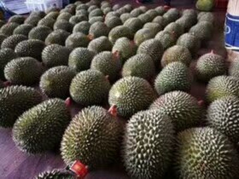 金枕头榴莲3~5斤