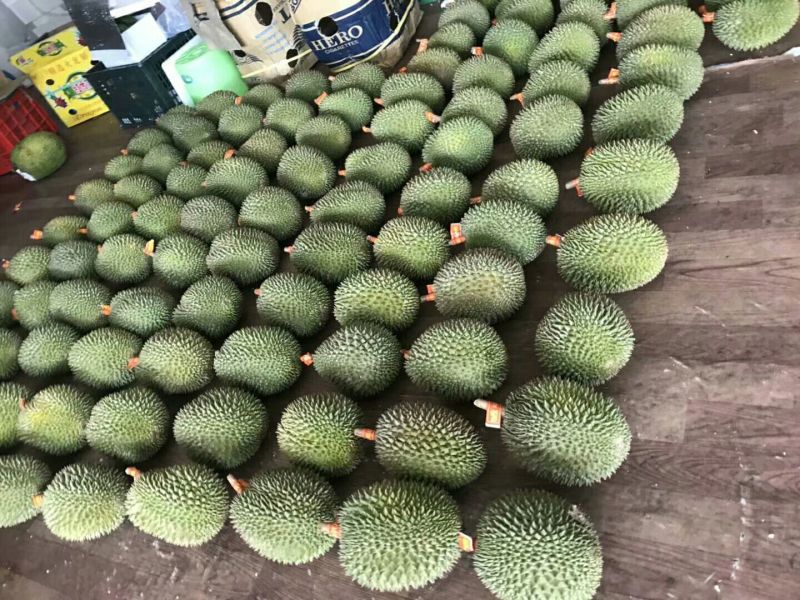 金枕头榴莲3~5斤