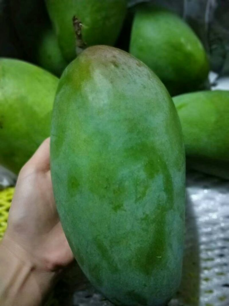 大青芒10两以上