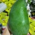 大青芒10两以上
