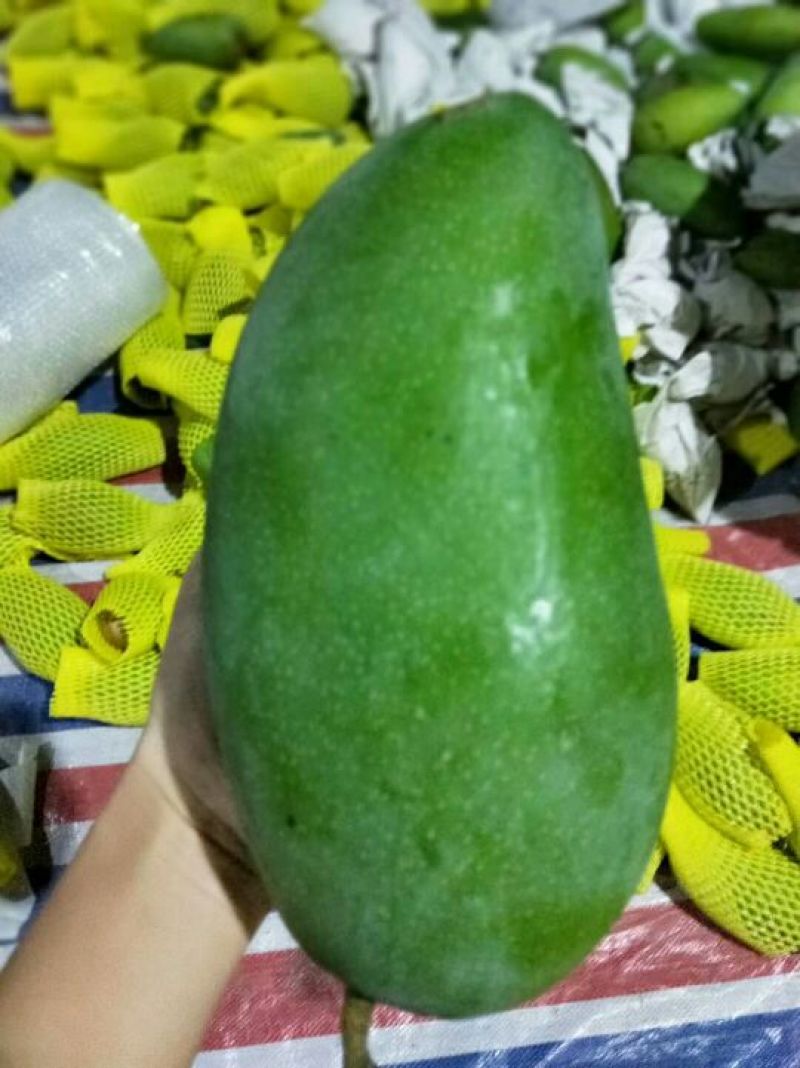 大青芒10两以上