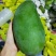 大青芒10两以上