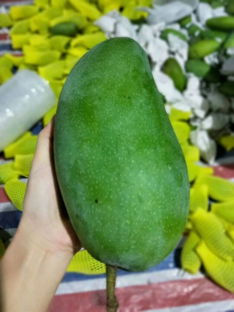 大青芒10两以上