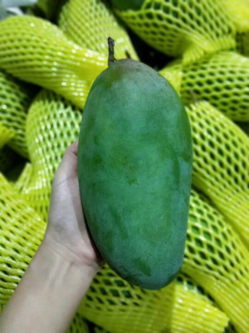 大青芒10两以上