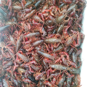 龙虾21~25只/kg