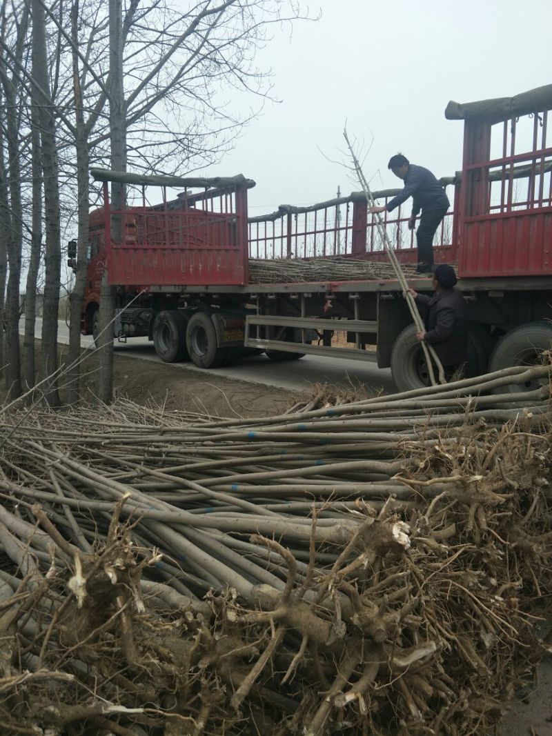 白蜡树速生白蜡杆直裸根土球都可以
