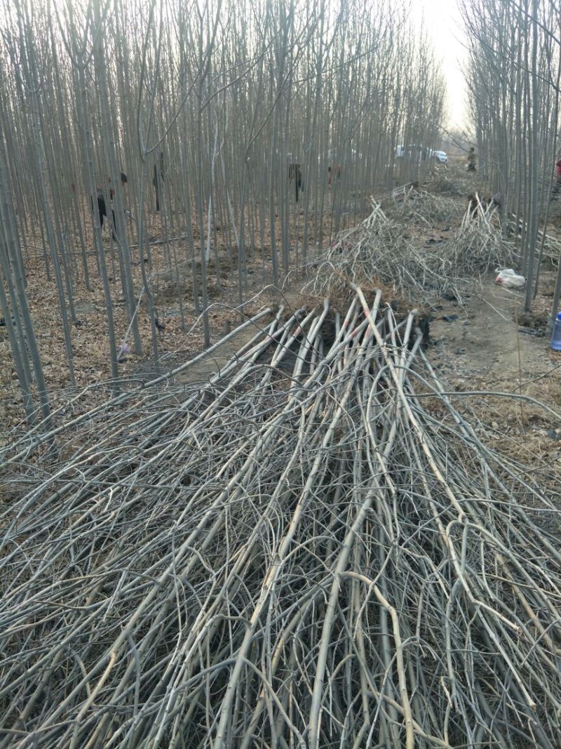 白蜡树速生白蜡杆直裸根土球都可以