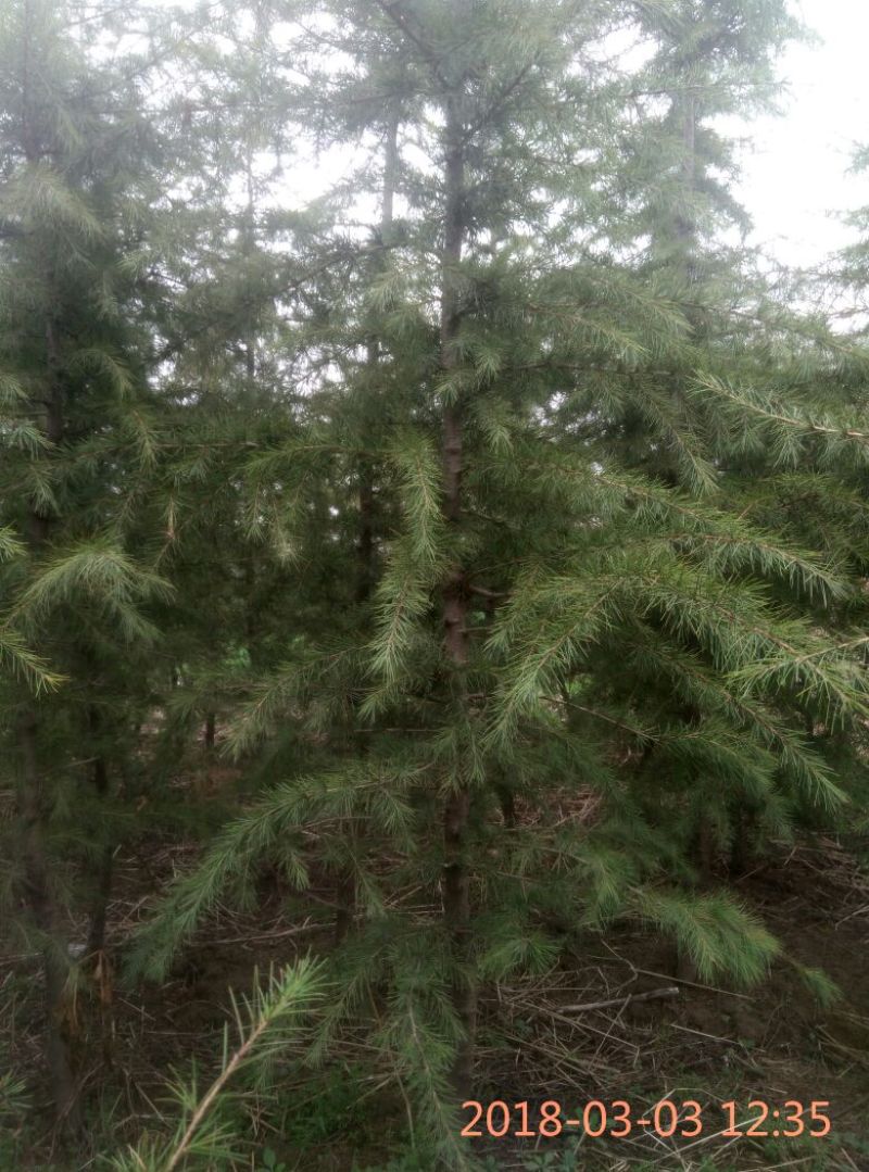 雪松2cm以下
