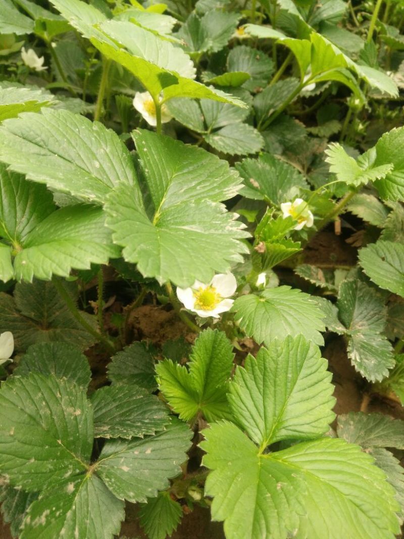 牛奶草莓苗10cm以下