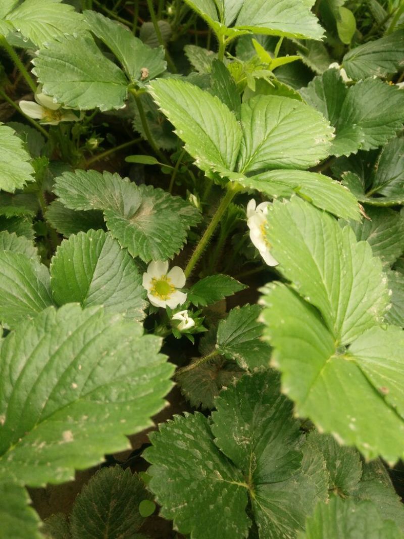 牛奶草莓苗10cm以下