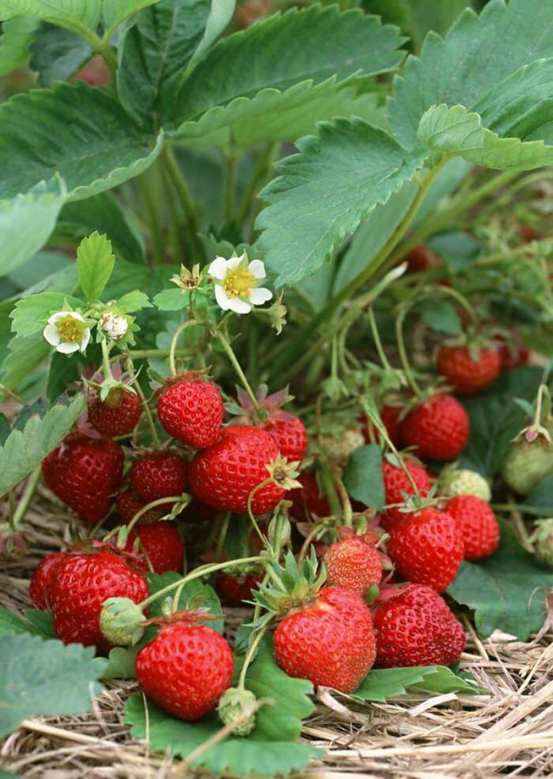 牛奶草莓苗10cm以下