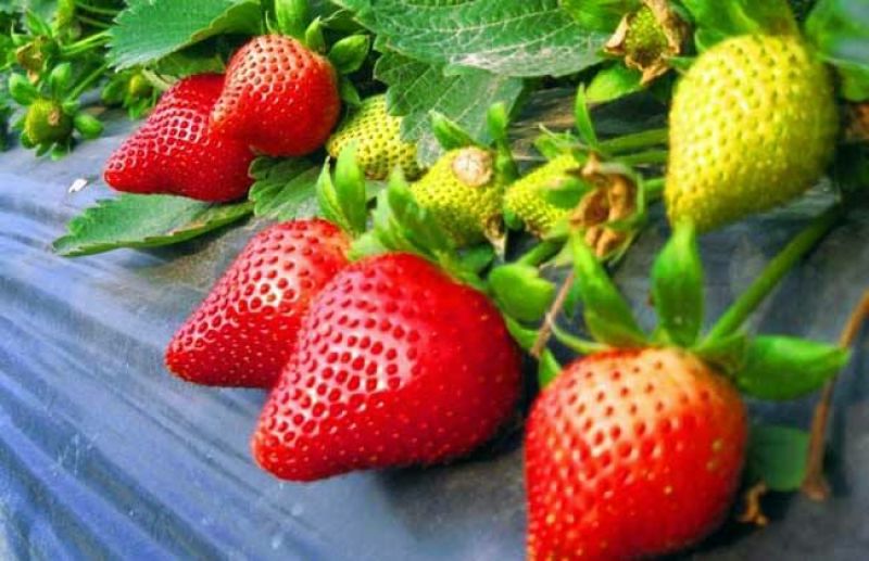 牛奶草莓苗10cm以下