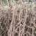 葡萄苗5年110~150cm