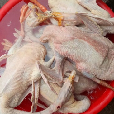 鹅肉鹅6~8斤