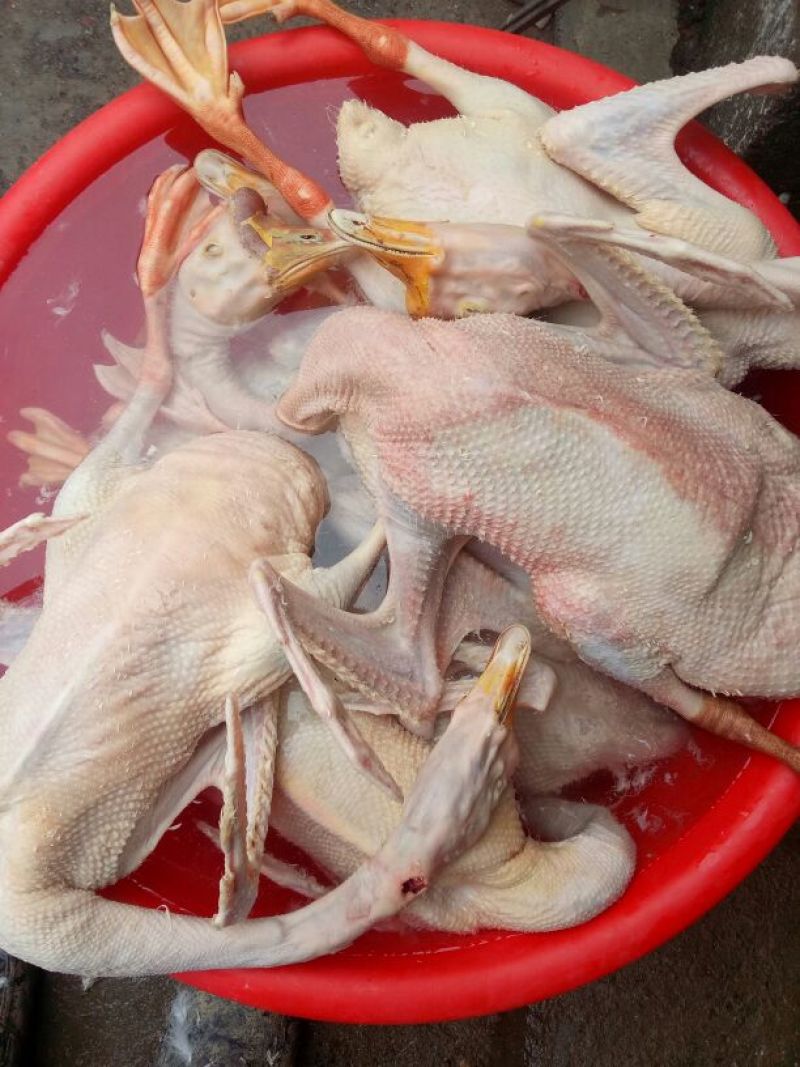鹅肉鹅6~8斤